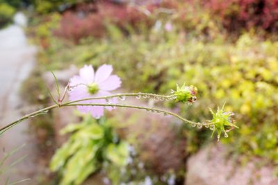 Close-up of flowers against blurred background