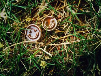 Close-up of snail on grass