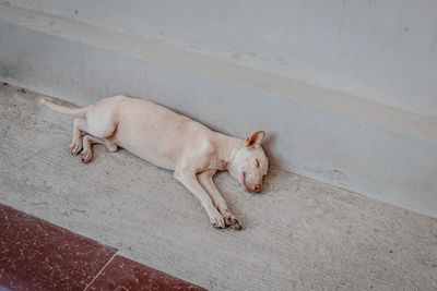 High angle view of dog sleeping on floor