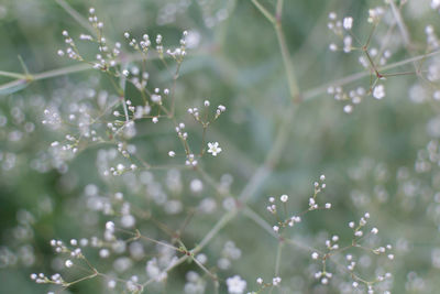 Close-up of water drops on plant