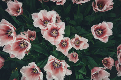 High angle view of flowers growing outdoors