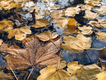 Close-up of dry maple leaves on tree