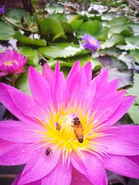 Close-up of bee pollinating on pink flower