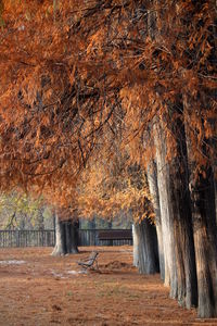 Trees in winter