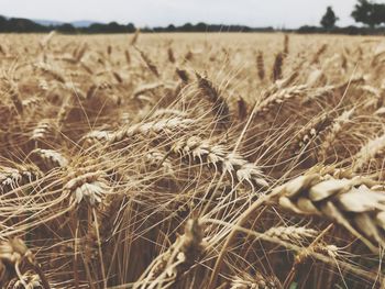 Close-up of wheat field against clear sky