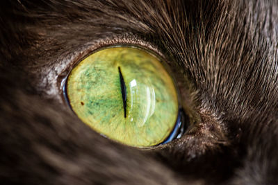 Close-up of horse eye