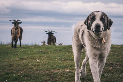 Dog on grassy field against cloudy sky