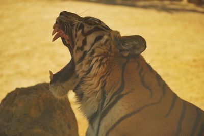 Close-up of a cat in zoo