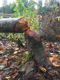 Mushrooms growing on tree trunk in forest