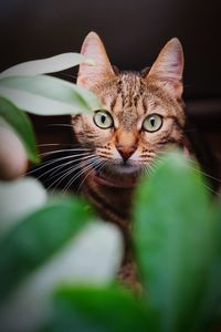 Close-up portrait of cat looking through plant