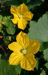 Close-up of yellow flowers blooming outdoors