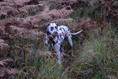 Portrait of dog on grass