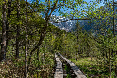 Footpath amidst trees in forest