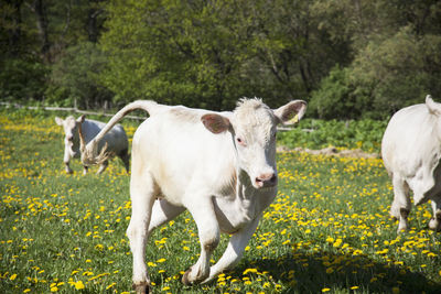 Cows running on meadow