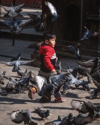 Boy on birds