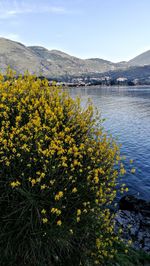 Yellow flowering plants on land against sky