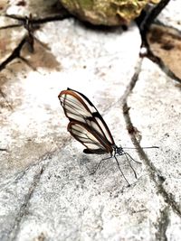 Close-up of insect