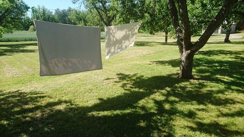 Trees on grassy field