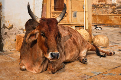 Close-up of cow