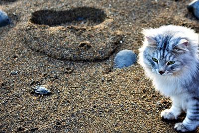 High angle view of cat on beach