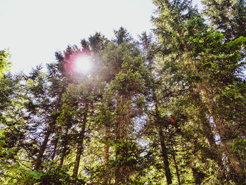 Low angle view of sunlight streaming through trees