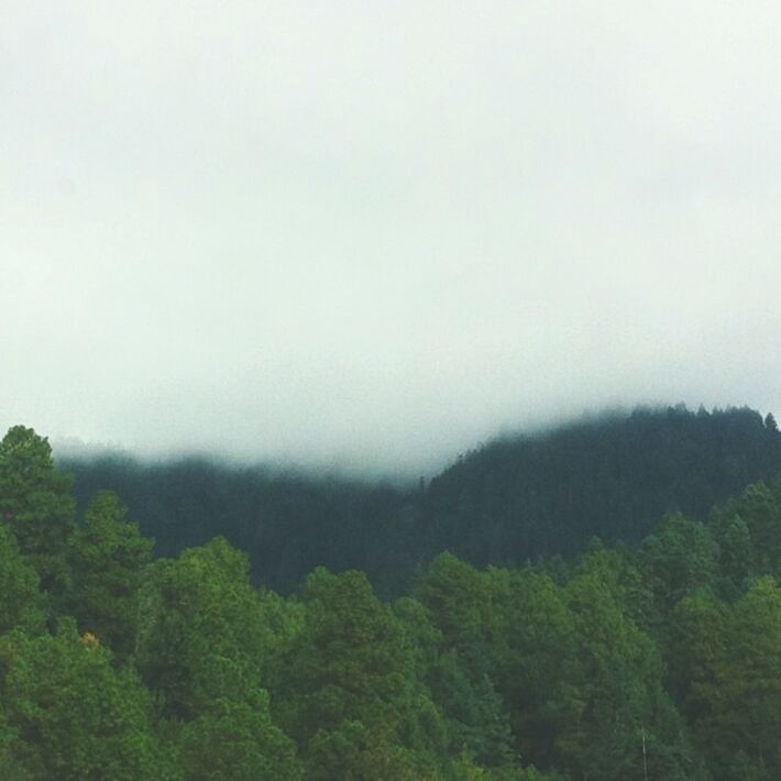 SCENIC VIEW OF TREES IN FOGGY WEATHER