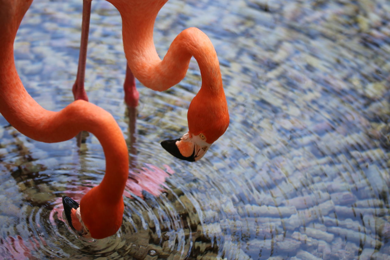 Two flamingos