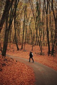 Rear view of people walking on footpath in forest