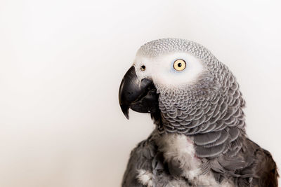 Close-up portrait of a bird