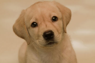 Face shot of young labrador retriever pup on an isolated background 