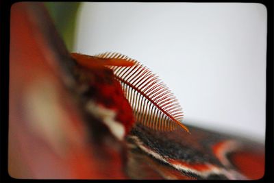 Close-up of food