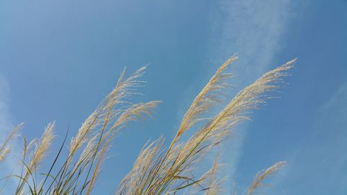 Grass against sky