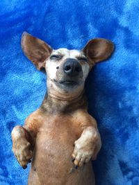 High angle view of dog relaxing on blue wall