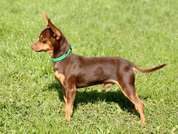 Side view of a dog on field