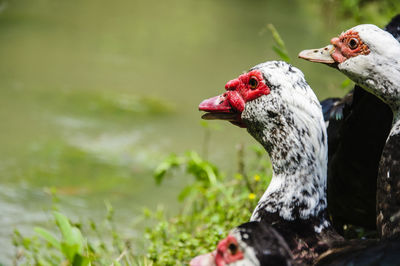 Close-up of a bird against blurred water