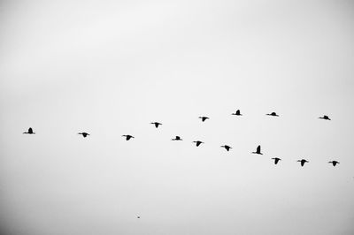 Low angle view of birds flying against clear sky