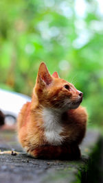 Close-up of a cat looking away