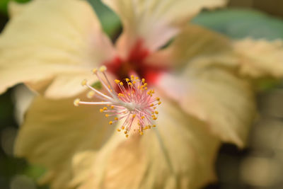 Close-up of pink flower