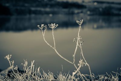 Close-up of frozen plants during winter