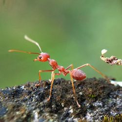 Close-up of ant on rock
