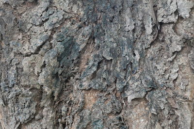 Full frame shot of bark