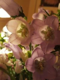 Close-up of pink flowers