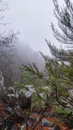 Low angle view of trees against sky