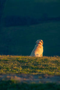 Close-up of dog on field