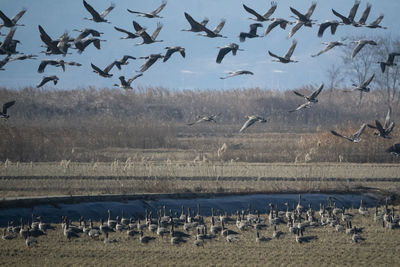 Flock of birds in the field