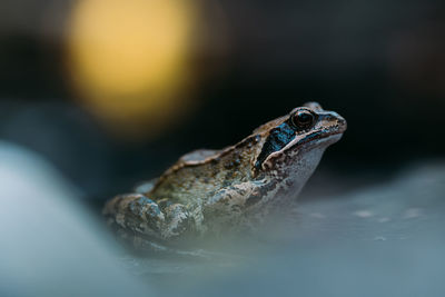 Close-up of frog