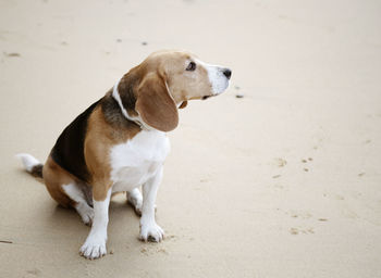 Close-up of dog sitting on sand