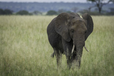 Elephant standing on grassy field