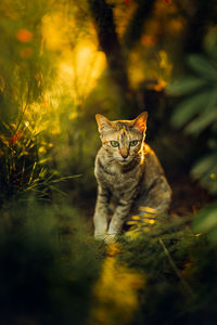 Portrait of a cat on field