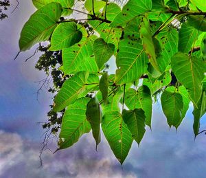 Low angle view of leaves on tree against sky